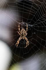 Spider in the center of its web against dark background