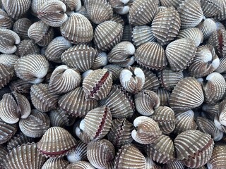 seashells on the beach, cockle