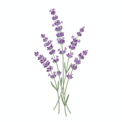 Naklejka premium A digital illustration of a small bouquet of purple lavender sprigs tied together