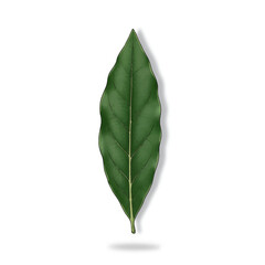 Fototapeta premium A single elongated dark green leaf with prominent central and parallel veins on white