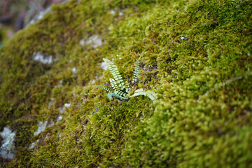 Rocky outcropping nestles in verdant La Hermida valley - Moss-covered rockface in La Hermida - Bejes, Cantabria, Spain, features dense greenery and small plants.