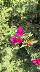 pink rose bush