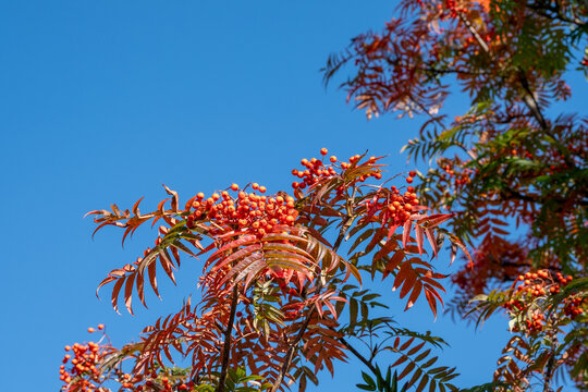 Sorbus commixta Dodong Detail Blatt in Herbstf&auml;rbung und Frucht
