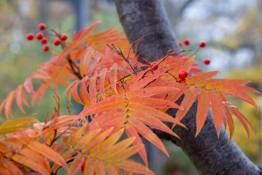 Sorbus commixta Dodong Detail Blatt in Herbstf&auml;rbung und Frucht