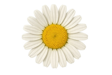 Fototapeta premium Daisy flower with white petals and yellow center on transparent background, symbolizing nature, springtime, and beauty