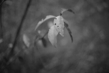 Black and white monochrome nature photos. Imitation black and white film. Nature photography on film.