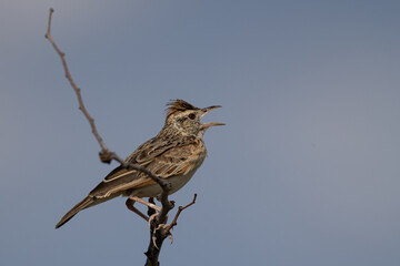 Rufous-naped Lark (Rooineklewerik) (Mirafra Africana) at Sonderkop waterhole in the Etosha National Park, Namibia