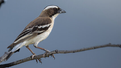 White-browed Sparrow-Weavers feeding their chick (Koringvoël) (Plocepasser mahali) at Sonderkop waterhole in the Etosha National Park, Namibia