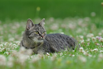 A beautiful tabby cat lies in a flowering meadow. Portrait of a beautiful taby cat. 