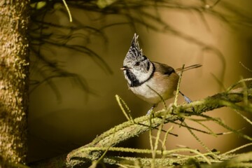 A beautiful crested tit sits on a dry spruce branch. Portrait of a crested tit in the nature habitat.  Lophophanes cristatus