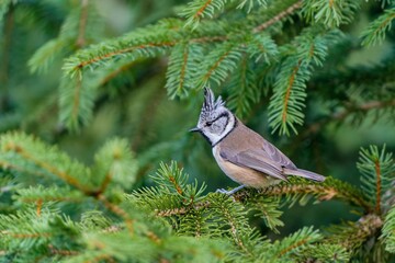 A beautiful crested tit sits on a spruce tree. Portrait of a crested tit in the nature habitat.  Lophophanes cristatus