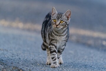 Portrait of a beautiful taby cat. A cute tabby cat walks on the road. 
