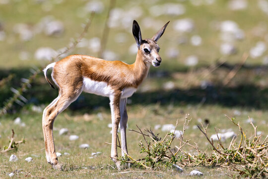 A young springbok lam or springbuck (Antidorcas marsupialis), an antelope found mainly in south and southwest Africa, near the Rietfontein waterhole near Halali in the Etosha National Park, Namibia
