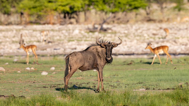 Blue wildebeest (Blouwildebees) (Connochaetes taurinus) , near the Rietfontein waterhole near Halali in the Etosha National Park, Namibia
