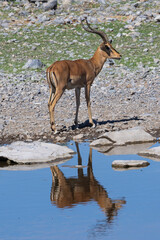 The larger and darker, black-faced impala (Rooibok) (Aepyceros melampus), which lives in slightly more arid, scrubland environments, seen here drinking at Halali waterhole in the Etosha National Park,
