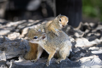 Smith's bush squirrel (Paraxerus cepapi), also known as the yellow-footed squirrel or tree squirrel, is an African bush squirrel which is native to woodlands of the southern Afrotropics, , seen here a