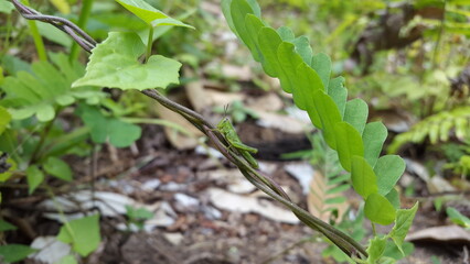 Green Grasshopper perched on the stem of a plant. Grasshopper, Valanga nigricornis, cyrtacanthacridinae. Perfect for documentaries about tropical rainforests and World Wildlife Conservation Day on Dec