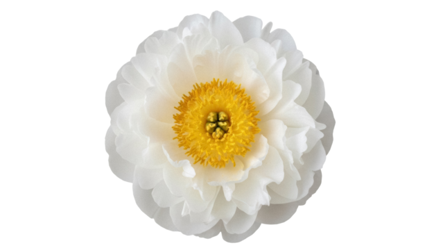 Elegant white peony flower isolated PNG on transparent background, delicate floral element for wedding invitations and spring designs