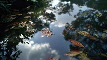 Autumn leaves float on a calm pond, reflecting the blue sky and surrounding trees. Concept Autumn leaves floating on a still pond, Sky-blue reflection on calm water