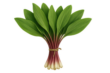 Fresh ramps bunch with green leaves and white bulbs, wild leek, allium tricoccum, organic spring vegetable food, transparent background