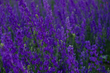 Obraz premium Delphinium flower background. Purple natural authentic background. Soft focus, motion blur. Full-frame flowers. The wild delphinium fields have blossomed in summer. Floral Mother's Day Greeting Card