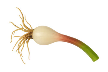 Whole fresh spring onion showing white bulb, red shaft, green stalk, and roots. Ready for culinary use