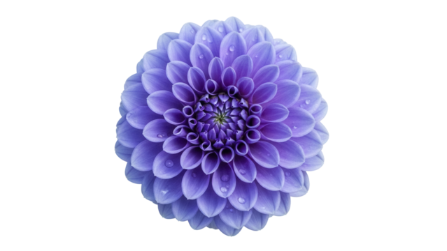 Beautiful purple dahlia flower with water droplets isolated PNG, floral element for design and decoration on transparent background
