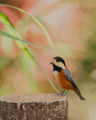 食いに止まるヤマガラ