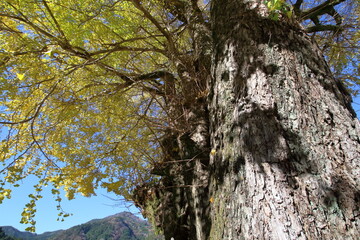 樹齢1200年の大銀杏　（高知県　仁淀川町長者）