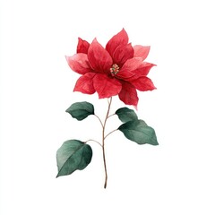 Elegant watercolor poinsettia illustration.
