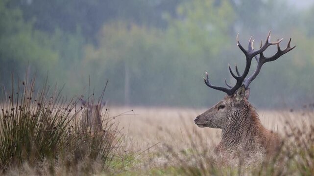 Red deer stag with big antlers lying down with a hind in a plain in the rain in a park. Cervus elaphus, Juncus effusus, Sologne, Loiret 45, r&eacute;gion Centre Val de Loire, France, European Union, Europe