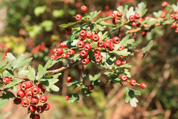 Hawthorn Branch with Ripe Red Berries in Sunlight