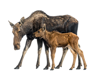 Moose and calf stand close, cropped on black, one brown and one darker, looking to the right