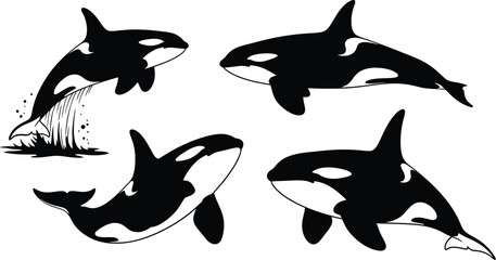 Black and white illustration of four orcas swimming in the ocean © asma