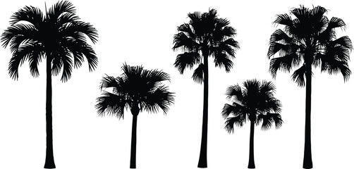 Fototapeta premium Silhouette of multiple palm trees against a plain white background