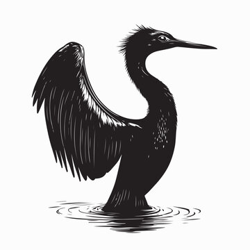 Anhinga Bird Drying Feather Vector Silhouette on white background