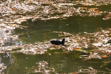 A coot surrounded by fallen leaves