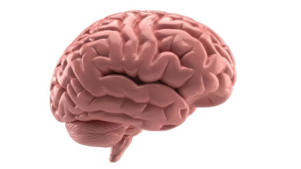 Realistic human brain PNG isolated on transparent background, anatomical model for medical education and neuroscience studies
