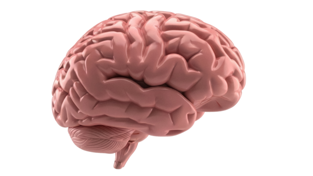 Realistic human brain PNG isolated on transparent background, anatomical model for medical education and neuroscience studies