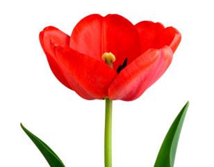 Firefly_Trio of Elegant Lotus Flowers in Various Stages of Bloom - Firefly_Vibrant red tulip with green leaves on a black background