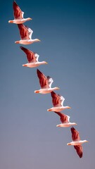 Migratory birds flying in unison representing teamwork, leadership, and cooperation