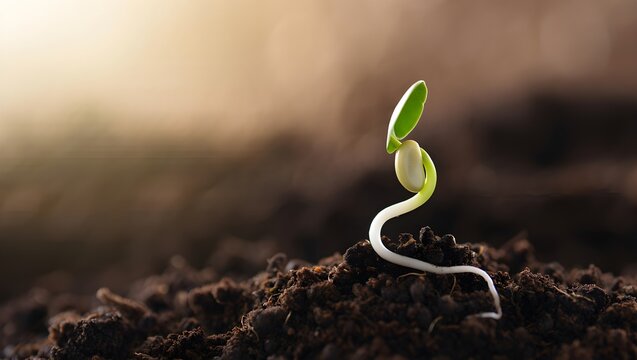 Single Bean Seed Sprouting - Macro View of Resilience and New Life