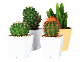 Firefly_Trio of Elegant Lotus Flowers in Various Stages of Bloom - Firefly_Varied Cacti in White Pots Displaying Unique Shapes