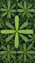 Top view of fresh green succulent plants with floral-shaped leaves forming a natural pattern