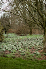 Carpet of white fresh snowdrops in spring forest. Tender spring flowers snowdrops harbingers of warming symbolize the arrival of spring. Scenic view of the spring forest with blooming flowers. High