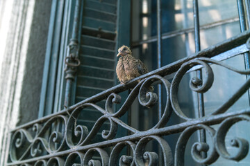 Small fledgling bird resting on decorative wrought-iron railing near old window shutters