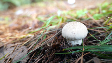 Common Puffball mushroom Lycoperdon perlatum in forest floor habitat