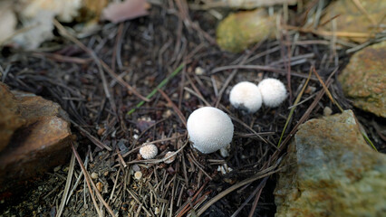 Common Puffball mushroom Lycoperdon perlatum in forest floor habitat
