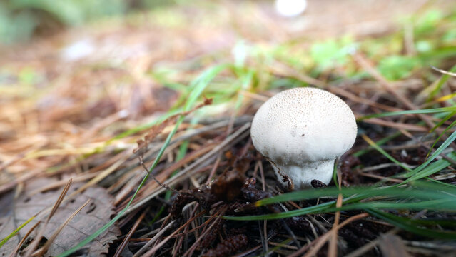 Common Puffball mushroom Lycoperdon perlatum in forest floor habitat - Powered by Adobe