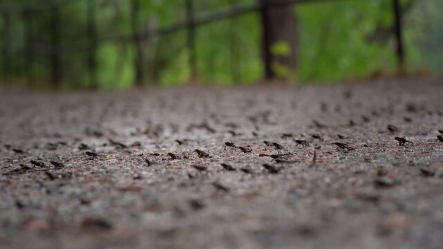 Juvenile Common Toad Mass Migration Crossing Forest Path &ndash; Wide Depth Wildlife Footage